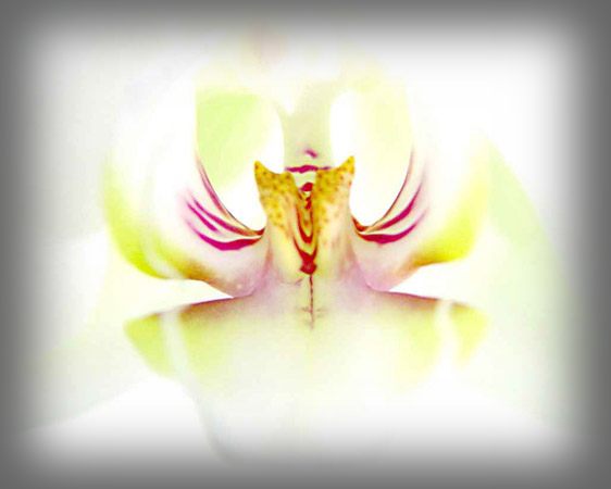 orchid